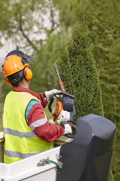 Operaio Equipaggiato Che Potava Albero Una Gru Lavori Giardinaggio — Foto Stock