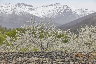 Jerte Valley, Caceres kiraz çiçeği. Bahar İspanya. Sezon