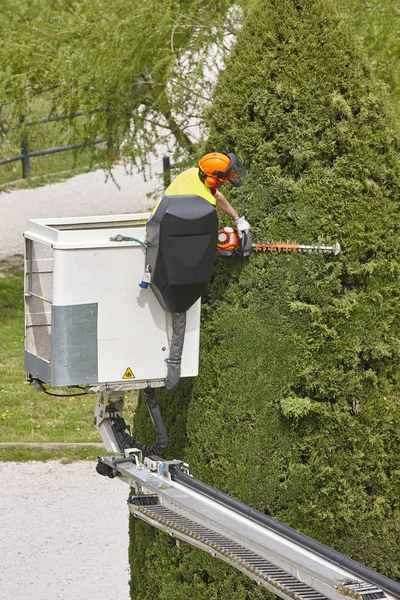 Operaio Equipaggiato Che Potava Albero Una Gru Lavori Giardinaggio — Foto Stock