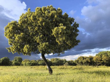 Dramatik gökyüzü ile çayırda Holm meşe. İspanyol manzara