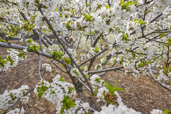 Cherry Blossom Jerte Valley Caceres Spring Spain Season — Stock Photo, Image