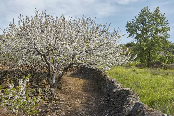 Flor Cerezo Valle Jerte Cáceres Primavera España Temporada —  Fotos de Stock