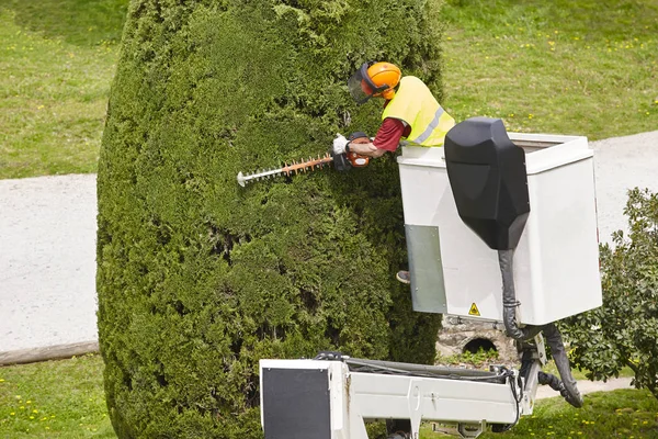 Operaio Equipaggiato Che Potava Albero Una Gru Lavori Giardinaggio — Foto Stock