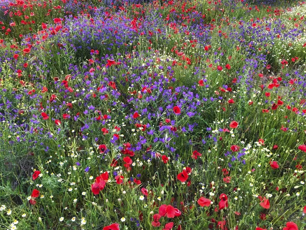 Colorful Blossom Flowers Countryside Springtime Season Horizontal — Stock Photo, Image