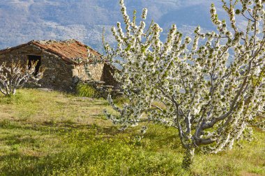 Cherry blossom in Jerte Valley, Caceres. Spring in Spain. Season clipart