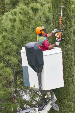 Donanımlı işçisi budama ağaca bir vinç. Bahçe işleri