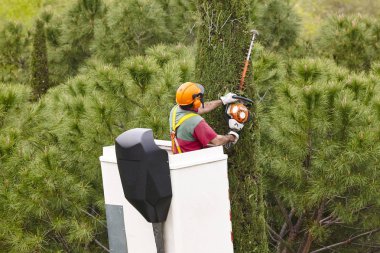 Donanımlı işçisi budama ağaca bir vinç. Bahçe işleri