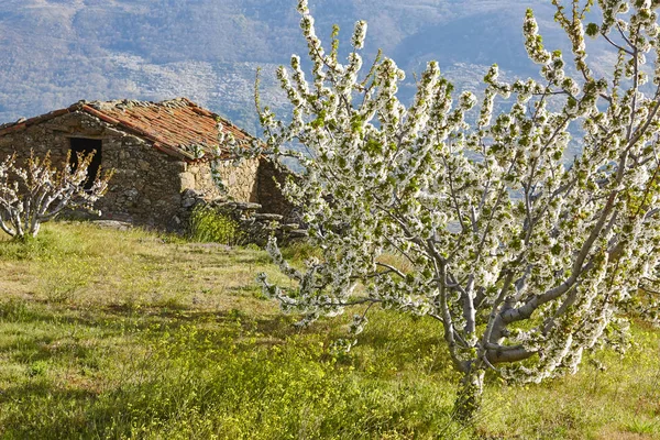 Вишні Місті Jerte Долини Касерес Весна Іспанії Сезон — стокове фото