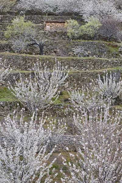 Kwiat Wiśni Dolinie Jerte Caceres Wiosna Hiszpanii Sezon — Zdjęcie stockowe
