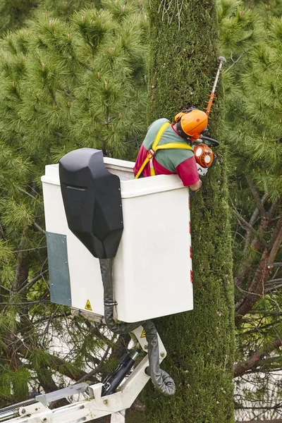 Equiped Worker Pruning Tree Crane Gardening Works — Stock Photo, Image