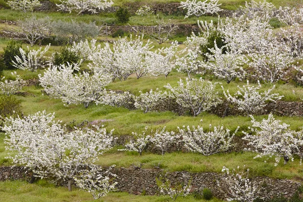 Cherry Blossom Jerte Valley Caceres Spring Spain Season — Stock Photo, Image