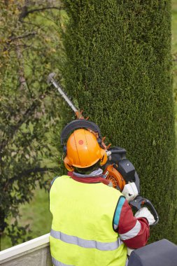 Donanımlı işçisi budama ağaca bir vinç. Bahçe işleri