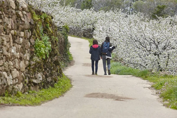 Cherry blossom pathway in Jerte Valley, Caceres. Spring in Spain