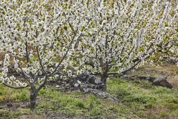 Fleur Cerisier Dans Vallée Jerte Caceres Printemps Espagne Saison — Photo