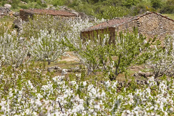 ヘルテの谷 カセレスの桜 スペインの春 シーズン — ストック写真