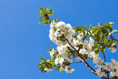 Jerte Valley, Caceres kiraz çiçeği. Bahar İspanya. Mevsimlik