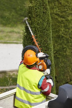 Donanımlı işçisi budama ağaca bir vinç. Bahçe işleri