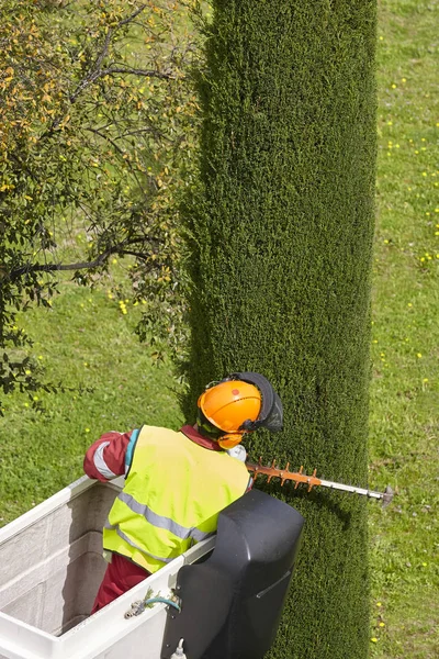 Arbeiter Sägen Einen Baum Einem Kran Gartenarbeiten — Stockfoto