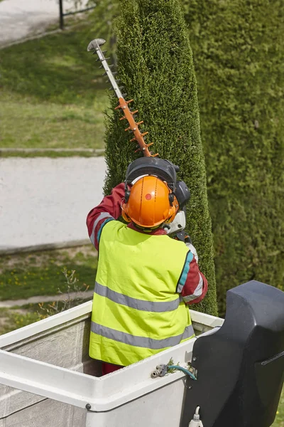Arbeiter Sägen Einen Baum Einem Kran Gartenarbeiten — Stockfoto