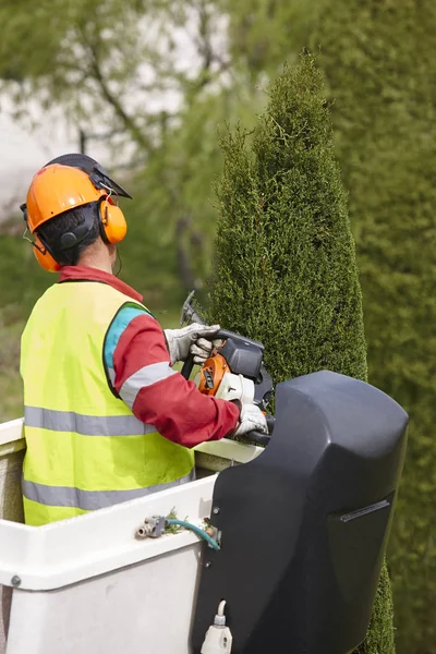 Donanımlı işçisi budama ağaca bir vinç. Bahçe işleri