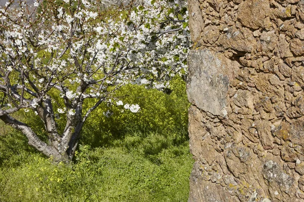 Цветение Вишни Долине Джерте Касерес Весна Испании Seasonal — стоковое фото