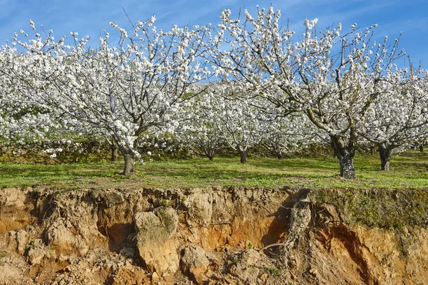 Kwiat Wiśni Dolinie Jerte Hills Caceres Wiosna Hiszpanii Sezonowe — Zdjęcie stockowe