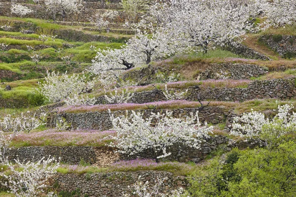 Cherry blossom in Jerte Valley, Caceres. Spring in Spain. Season