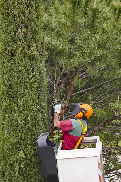 Arbeiter Sägen Einen Baum Einem Kran Gartenarbeiten — Stockfoto