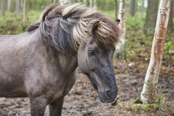 Head horse in a Finland forest landscape. Animal background. Horizontal