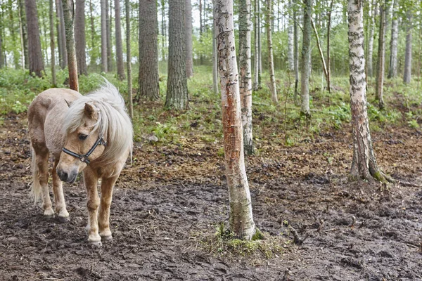 Finlandia Finca Paisaje Con Bosque Caballo Fondo Naturaleza Horizontal — Foto de Stock