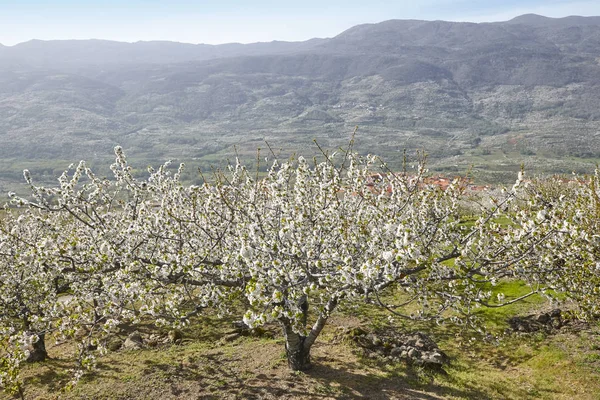 ヘルテの谷 カセレスの桜 スペインの春 シーズン — ストック写真