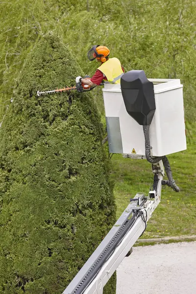 Donanımlı işçisi budama ağaca bir vinç. Bahçe işleri
