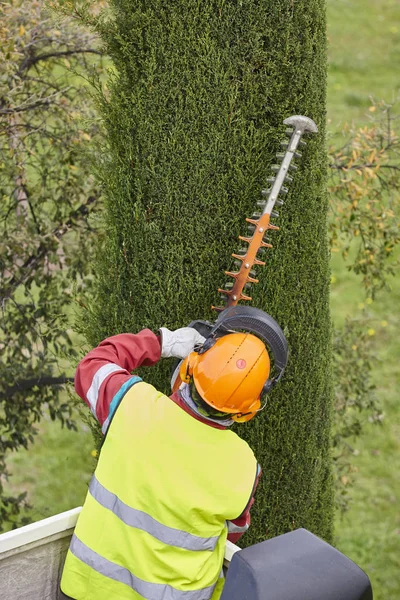 Donanımlı işçisi budama ağaca bir vinç. Bahçe işleri