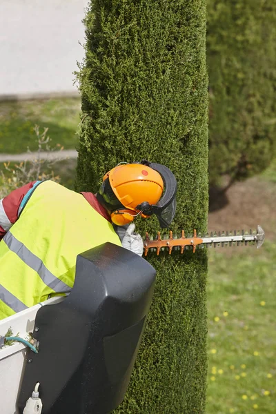 Operaio Equipaggiato Che Potava Albero Una Gru Lavori Giardinaggio — Foto Stock