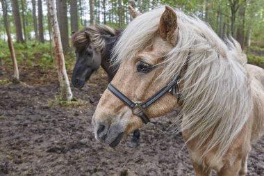 Atları bir Finlandiya manzara orman. Hayvan arka plan. Yatay