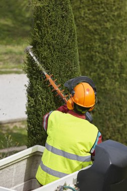 Donanımlı işçisi budama ağaca bir vinç. Bahçe işleri