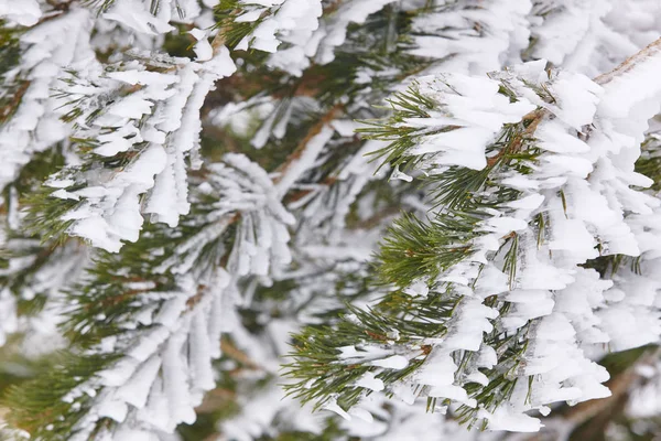 Inverno Neve Natureza Fundo Detalhe Pinheiros Congelados Horizontal — Fotografia de Stock