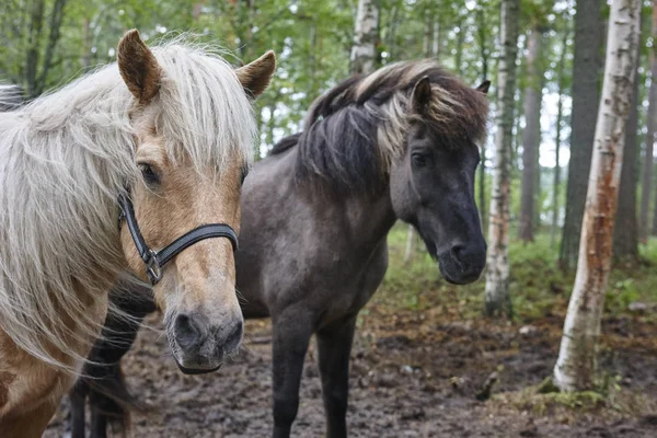 フィンランドの森の風景の中の馬 動物背景 水平方向 — ストック写真