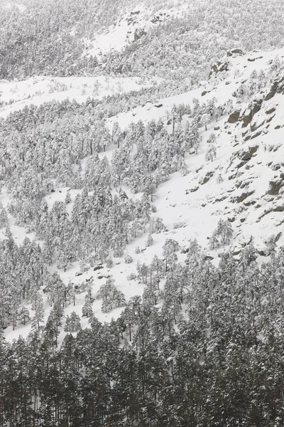 Zima Góry Las Snowy Krajobraz Navacerrada Hiszpania Poziome — Zdjęcie stockowe