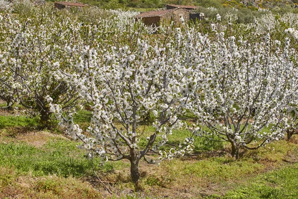 Flor Cerezo Valle Jerte Cáceres Primavera España Temporada —  Fotos de Stock