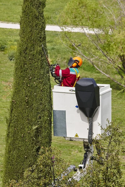 Trabajador equipado poda un árbol en una grúa. Jardinería — Foto de Stock