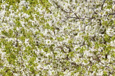Jerte Valley, Caceres kiraz çiçeği. Bahar İspanya. Mevsimlik