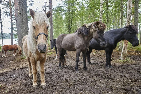 Cavalli Paesaggio Forestale Finlandese Sfondo Animale Orizzonte — Foto Stock