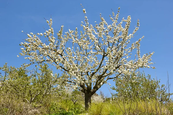 Цветение Вишни Долине Джерте Касерес Весна Испании Seasonal — стоковое фото