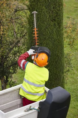 Donanımlı işçisi budama ağaca bir vinç. Bahçe işleri