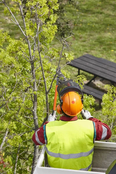 Operaio Equipaggiato Che Potava Albero Una Gru Lavori Giardinaggio — Foto Stock