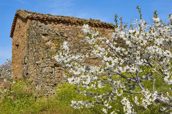 Flor Cerezo Valle Jerte Cáceres Primavera España Estacional —  Fotos de Stock