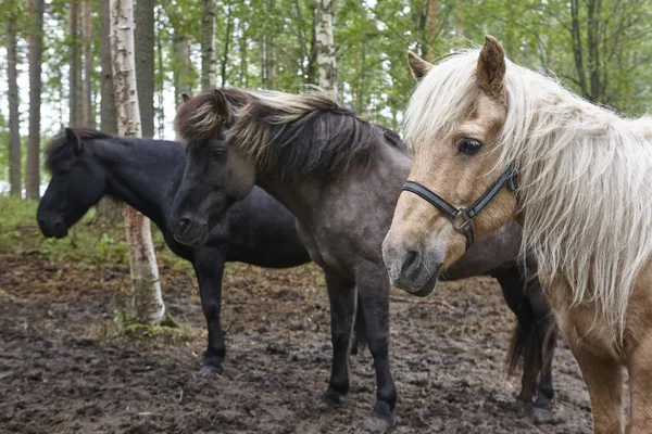 Atları Bir Finlandiya Manzara Orman Hayvan Arka Plan Yatay — Stok fotoğraf