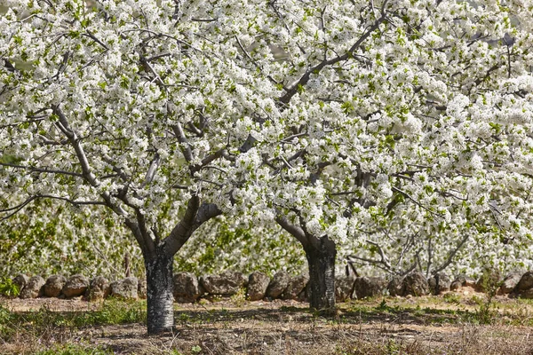 Cherry Blossom Jerte Valley Caceres Spring Spain Seasonal — Stock Photo, Image