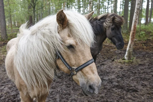 Pferde Einer Finnischen Waldlandschaft Tierischen Hintergrund Horizontal — Stockfoto